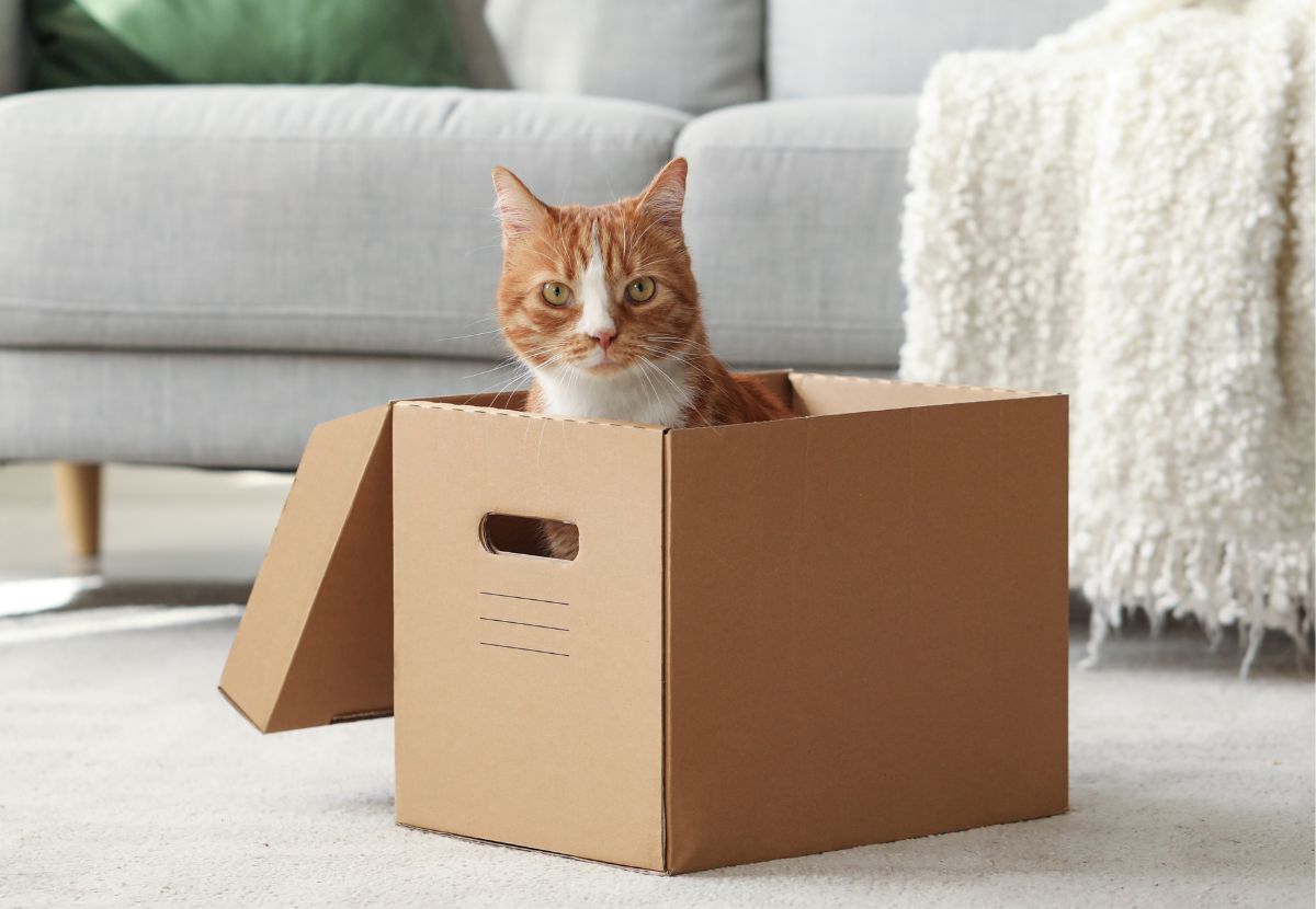 img news trasloco con animali